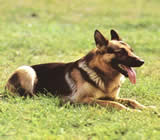 Adestramento de cães em Pirassununga