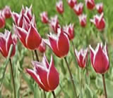 Floricultura em Pirassununga