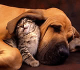 Hotéis para Cães e Gatos em Pirassununga